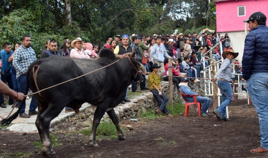 Dos grupos norteños amenizaron la monta de 8 toros. Con las mañanitas y una oración se dio inicio a este evento que don Serafín dedica en agradecimiento a todos los favores recibidos por intercesión de San Judas a quien le profesa su fe.