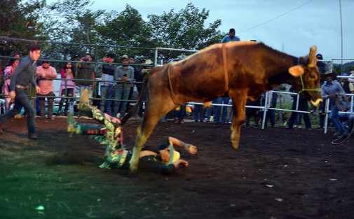 Los jóvenes vaqueros intentaron quedarle a los toros de más de 600 kilos, pero sus esfuerzos fueron en vano ante el poder de los animales.