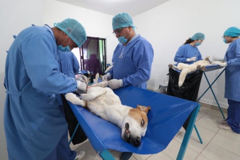 Será este jueves 16 de diciembre cuando se esté llevando a en Tlapacoyan, Ver., la jornada de esterilización canina y felina, la cual tendrá como sede la estación de bomberos de esa ciudad. 