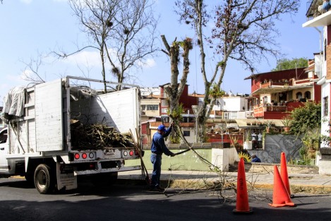 Por otra parte, dio a conocer que para prevenir accidentes y proteger la integridad de las personas, este sábado se intervino en árbol de la especie Pata de Cabra que se ubica  cerca de las escaleras de acceso a la Plazuela de Xallitic, ya que era un ejemplar de grandes dimensiones y contaba con dictamen de riesgo.