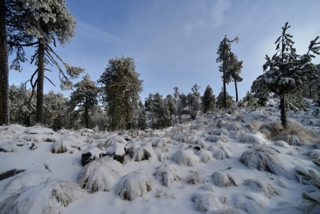 Así luce el Cofre de Perote en su primera nevada ocasionada por el frente frío número 21. 

