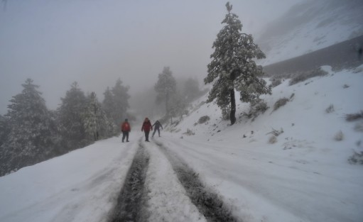 Alrededor de 200 vehículos con familias subieron para apreciar la nieve; Protección Civil permitió el acceso sólo de 8 am a 3 de la tarde, solicitando evitar llevar bebés, diabéticos, hipertensos y enfermos del corazón; además no adentrarse en el  bosque y portar ropa y zapatos adecuados.