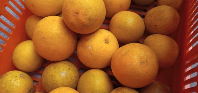 Productores de cítricos en la entidad, esperan que su producto tardío pueda alcanzar un buen precio en los mercados nacionales. 