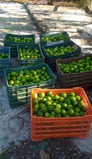 Productores de cítricos en la entidad, esperan que su producto tardío pueda alcanzar un buen precio en los mercados nacionales. 