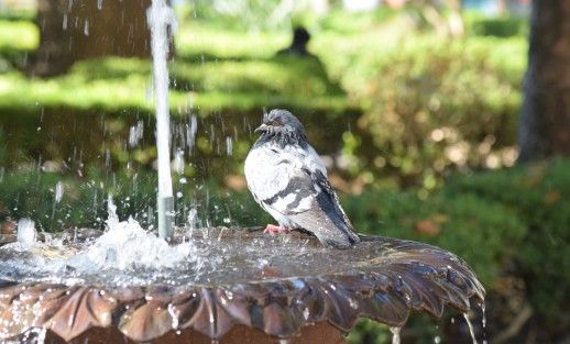 Una paloma aprovecha los rayos de sol para tomar la n baño en el parque Juárez.