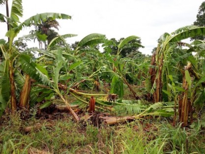Incertidumbre entre los productores de plátano de la región de Tlapacoyan, pues los frentes fríos pudieran afectar sus cosechas, además de tener que enfrentar el incremento en los costos de sus insumos de cultivo. 