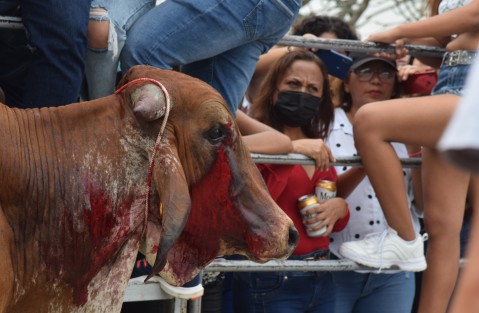 Maltrato de los toros por parte de los organizadores y asistentes al embalse de toros, durante las fiestas de La Candelaria en Tlacotalpan, Ver.. Como es natural, los asistentes en su mayoría no respetaron las medidas sanitarias.  