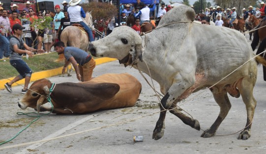 Maltrato de los toros por parte de los organizadores y asistentes al embalse de toros, durante las fiestas de La Candelaria en Tlacotalpan, Ver.. Como es natural, los asistentes en su mayoría no respetaron las medidas sanitarias.  