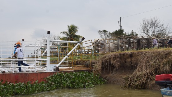 Maltrato de los toros por parte de los organizadores y asistentes al embalse de toros, durante las fiestas de La Candelaria en Tlacotalpan, Ver.. Como es natural, los asistentes en su mayoría no respetaron las medidas sanitarias.  