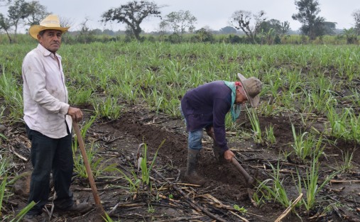 Aunque para la mayoría de la población el clima frío y la llovizna representante muchas veces una dificultad para sus labores, para Don Abundio y Don Josafat, campesinos de la localidad de la Bella Esperanza ,es una oportunidad de sembrar a gusto la caña.

