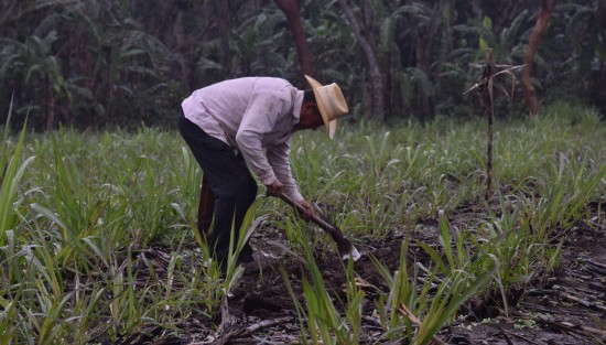  Aunque para la mayoría de la población el clima frío y la llovizna representante muchas veces una dificultad para sus labores, para Don Abundio y Don Josafat, campesinos de la localidad de la Bella Esperanza ,es una oportunidad de sembrar a gusto la caña.

