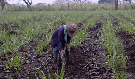 Surco a surco este par de amigos avanzan haciendo pequeñas zanjas donde colocan las cañas con pequeños brotes, las cuales en aproximadamente 8 meses habrán de estar listas para ir directo al ingenio.

