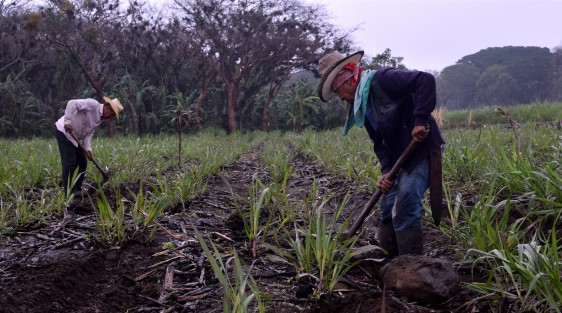 Surco a surco este par de amigos avanzan haciendo pequeñas zanjas donde colocan las cañas con pequeños brotes, las cuales en aproximadamente 8 meses habrán de estar listas para ir directo al ingenio.
