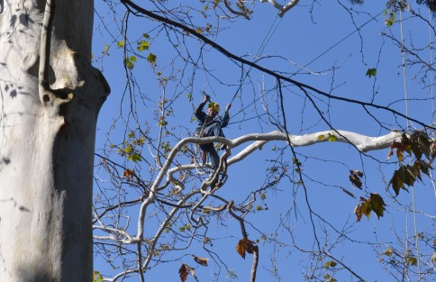 Con la mínima protección, trabajadores del ayuntamiento de Xalapa desrama  los árboles del parque Juárez.
