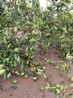 Productores de limón del llano papanteco, piden a Sedarpa escuche su llamado de ayuda en insumos y fertilizantes para el campo. <em>Tiene tiempo que se han olvidado de nosotros</em>.

