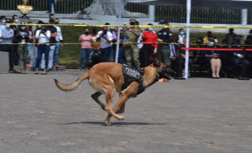 Por segundo año consecutivo, la Secretaría de Seguridad Pública (SSP) imparte el Diplomado Internacional Táctico K9 Perros Multipropósito y ratifica a Veracruz como referente en la formación policial, brindando técnicas de detección de narcóticos, explosivos, búsqueda de personas, guardia y protección, intervenciones terrestres y acuáticas, operaciones aeromóviles y proximidad ciudadana.

