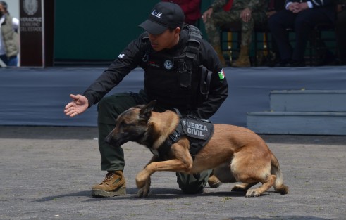 Por segundo año consecutivo, la Secretaría de Seguridad Pública (SSP) imparte el Diplomado Internacional Táctico K9 Perros Multipropósito y ratifica a Veracruz como referente en la formación policial, brindando técnicas de detección de narcóticos, explosivos, búsqueda de personas, guardia y protección, intervenciones terrestres y acuáticas, operaciones aeromóviles y proximidad ciudadana.

