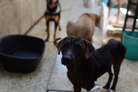 La legisladora Nora Lagunes propone que, ante los múltiples reportes de animales encadenados, a punto de morir, que necesitan un rescate urgente, sea obligatorio para la autoridad el rescate cuando su vida esté en peligro.