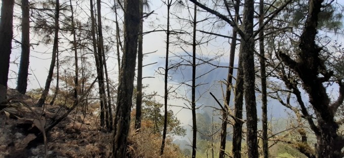 El alcalde de Perote, Delfino Ortega, informó que en la zona conocida como La Gloria, de ese municipio, se han quemado 80 hectáreas por un incendio forestal que lleva casi una semana. La quema que inició esta semana ya había sido controlada, pero este jueves, el fuego volvió a reavivarse.

