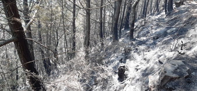 El alcalde de Perote, Delfino Ortega, informó que en la zona conocida como La Gloria, de ese municipio, se han quemado 80 hectáreas por un incendio forestal que lleva casi una semana. La quema que inició esta semana ya había sido controlada, pero este jueves, el fuego volvió a reavivarse.

