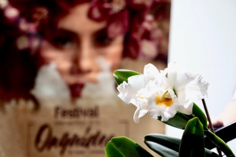 La Secretaría de Turismo presentó en la Ciudad de México el XIII Festival Internacional de la Orquídea 2022, a  desarrollarse del 7 al 15 de abril en el Pueblo Mágico de Coatepec.