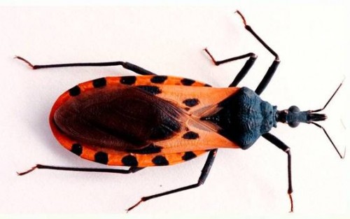 La Secretaría de Salud y los Servicios de Salud de Veracruz, exhortan a la población a prevenir o evitar complicaciones de la enfermedad de Chagas, cuyo vector es el insecto conocido como chinche besucona, responsable de introducir el parásito trypanosoma cruzi a través de la picadura en la piel del ser humano.
