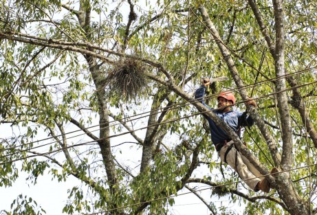 Para mejorar las condiciones de iluminación y de seguridad para peatones y vehículos, el Ayuntamiento de Xalapa, a través de la Dirección de Medio Ambiente, realiza labores de mantenimiento del arbolado urbano en el camellón de la avenida Américas, iniciando desde la intersección con la calle Maestros Veracruzanos