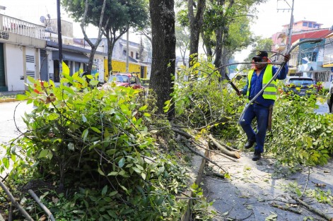 Durante las labores que se extenderán hasta las 13:30 horas de este viernes, se retirarán ejemplares dañados o muertos, se realizarán podas de seguridad, levantamiento de copas, liberación de luminarias y podas fitosanitarias; todo ello, previa valoración ambiental y justificación técnica.