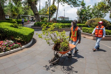 Como parte de las labores de mantenimiento del mobiliario, arbolado urbano y áreas jardinadas, personal de la Dirección de Medio Ambiente realiza trabajos de rehabilitación en las áreas verdes del parque Benito Juárez.