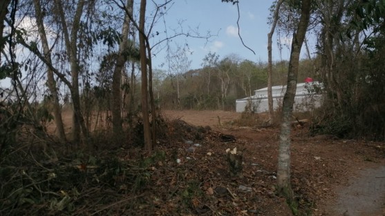 Un grupo de ambientalistas en la ciudad de Xalapa se pronunció contra la construcción de un centro comercial en la zona de Monte Magno, al señalar que ha comenzado la devastación de la zona arbolada. 