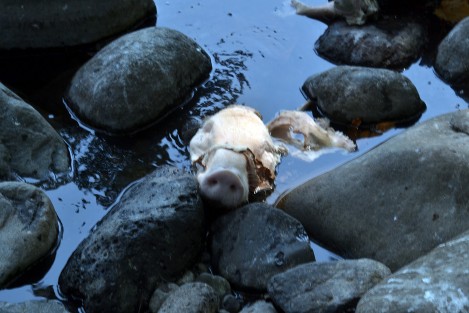 A unos metros del puente Coyolapan se encuentra el rastro municipal de Xico, el cual también arroja todos los desechos generados en este sitio, incluso restos de animales muertos, lo que genera un foco rojo de infecciones.