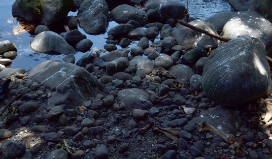 Entre aguas residuales, restos de animales, plásticos  y otros desechos, continúa la contaminación del rio Coyolapan, la cual ha sido denunciada en varias ocasiones sin que hasta el momento ninguna autoridad municipal o estatal haya hecho nada.