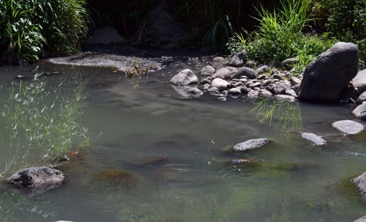 Entre aguas residuales, restos de animales, plásticos  y otros desechos, continúa la contaminación del rio Coyolapan, la cual ha sido denunciada en varias ocasiones sin que hasta el momento ninguna autoridad municipal o estatal haya hecho nada.