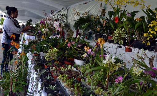 Con el propósito de apoyar la economía de los productores locales, recuperar espacios públicos y propiciar la convivencia familiar, este jueves se inauguró en el Paseo de los Lagos la Expo Flor y Miel Xalapa 2022, con la presentación de Orquesta Sinfónica del Estado de Veracruz. 