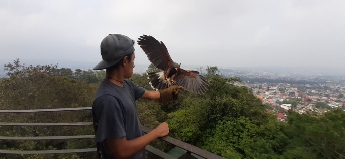 El patronato del Museo Comunitario de la Fauna de Veracruz, ubicado en el Cerro de Macuiltépetl, busca firmas de apoyo en la plataforma de Change.org, pues el Ayto. de Xalapa les ha pedido desalojar, con lo que se perdería este sitio de atracción y aprendizaje.