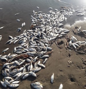 Cientos de peces muertos aparecieron en playas de Costa Esmeralda. Reporteros atribuyen el hecho a que pescadores desechan los peces pequeños de bajo valor comercial, siendo los mismos arrastrados a las playas.