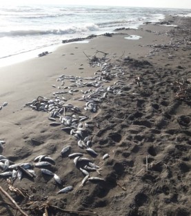Cientos de peces muertos aparecieron en playas de Costa Esmeralda. Reporteros atribuyen el hecho a que pescadores desechan los peces pequeños de bajo valor comercial, siendo los mismos arrastrados a las playas.