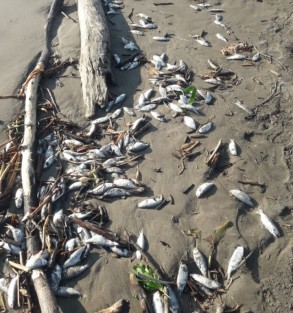 Cientos de peces muertos aparecieron en playas de Costa Esmeralda. Reporteros atribuyen el hecho a que pescadores desechan los peces pequeños de bajo valor comercial, siendo los mismos arrastrados a las playas.