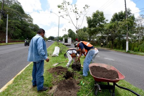 Dentro de la meta establecida para el programa de Reforestación y Arborización Urbana 2022, entre enero y junio se sembraron mil 721 ejemplares en distintos espacios públicos y áreas verdes, informó la directora de Medio Ambiente del Ayuntamiento de Xalapa, Ana Isabel Guevara Escobar.

