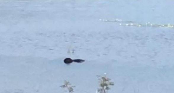 Un hombre sin vida fue hallado en la laguna de Miradores. Elementos de Protección Civil arribaron al lugar y con la ayuda de pobladores sacaron el cuerpo del agua.
