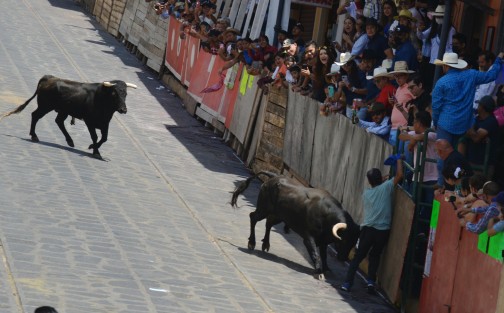 Un total de 18 toros de lidia fueron soltados sobre la calle principal del Pueblo Mágico de Xico, durante la tradicional Xiqueñada que se realiza año con año durante los festejos en honor a Santa María Magdalena. 