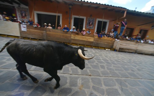 Un total de 18 toros de lidia fueron soltados sobre la calle principal del Pueblo Mágico de Xico, durante la tradicional Xiqueñada que se realiza año con año durante los festejos en honor a Santa María Magdalena. 