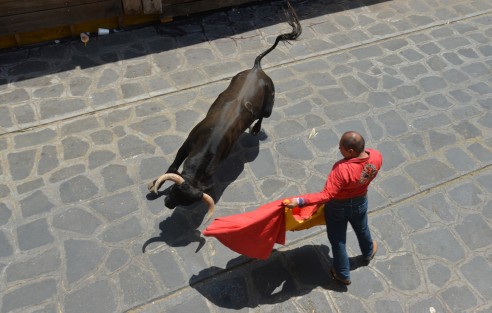Un total de 18 toros de lidia fueron soltados sobre la calle principal del Pueblo Mágico de Xico, durante la tradicional Xiqueñada que se realiza año con año durante los festejos en honor a Santa María Magdalena. 
