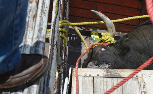 Algunas de las personas que participaron en la capea estuvieron consumiendo bebidas embriagantes, pese a que dicha situación estaría prohibida. Incluso, se les observó golpeando la parte de la nuca y el lomo de los toros. 