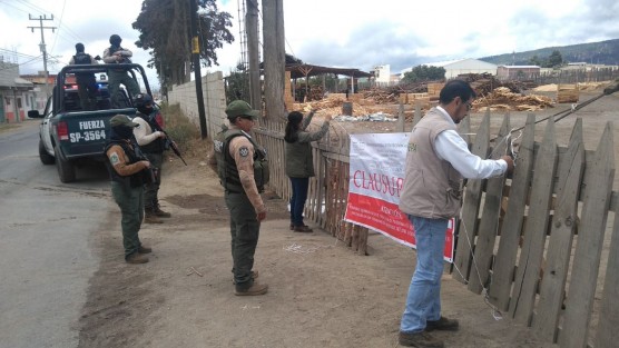 Como resultado de los operativos permanentes para combatir la tala clandestina en la región del Cofre de Perote, la Procuraduría Federal de Protección al Ambiente (PROFEPA) en coordinación con la Secretaría de Seguridad Pública (SSP) registran la clausura de cinco aserraderos y mil 174 metros cúbicos de madera asegurados.


