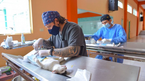 Como parte del programa itinerante de esterilización de mascotas, personal especializado acudió al salón ejidal en la colonia La Tranca, de la congregación El Castillo, donde se atendieron más de 40 perros y gatos. 
