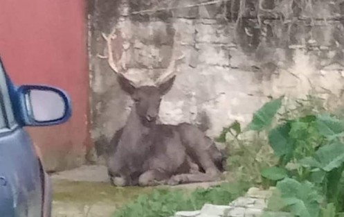 Un venado fue rescatado por elementos de seguridad. El animal deambulaba en calles de la colonia Revolución en la ciudad de Xalapa.

