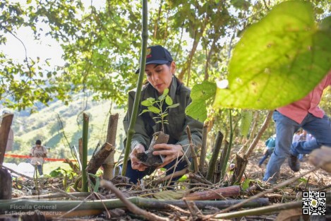 Con la coordinación general del gran equipo de la SEDEMA, se sembraron más de 30 mil árbolitos en puntos de reforestación en 23 municipios. Participaron alrededor de 10 mil personas de todas las dependencias y se sumaron diputados, alcaldes, la administración del Poder Judicial y la gente en general con sus familias.