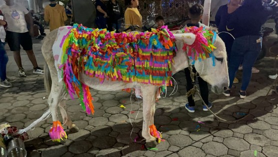 Los burritos son disfrazados, y se les atan latas para que con el ruido despierten a los vecinos y estos acudan temprano a cantar las mañanitas al Santo. 