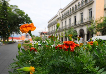 Con el propósito de contribuir a la conservación de las tradiciones y embellecer edificios públicos y espacios emblemáticos de la ciudad como el parque Benito Juárez, trabajadores de la Dirección de Medio Ambiente llevan a cabo la siembra de flores de cempasúchil producidas en los diversos viveros municipales.